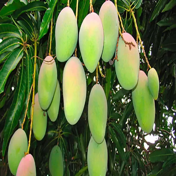 Nelam_Mango_Grafted_Aam_Fruit_Plants_Tree_1_5_3_Feet_Size