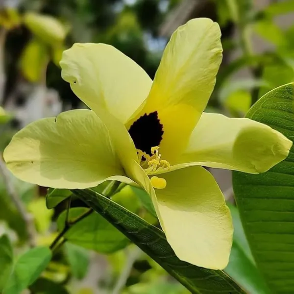 Yellow_Colour_Kanchan_Bauhinia_Purpurea_Flower_Plants_Tree_1_2_Feet_Size