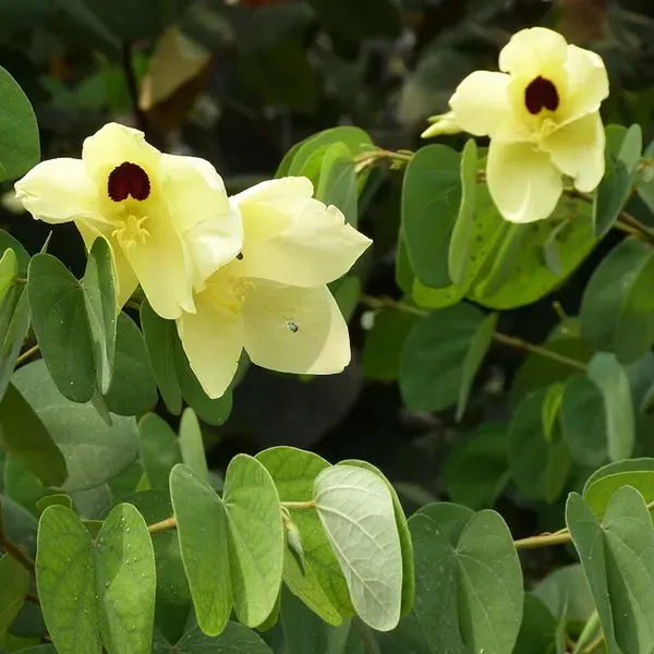 Yellow_Colour_Kanchan_Bauhinia_Purpurea_Flower_Plants_Tree_1_2_Feet_Size