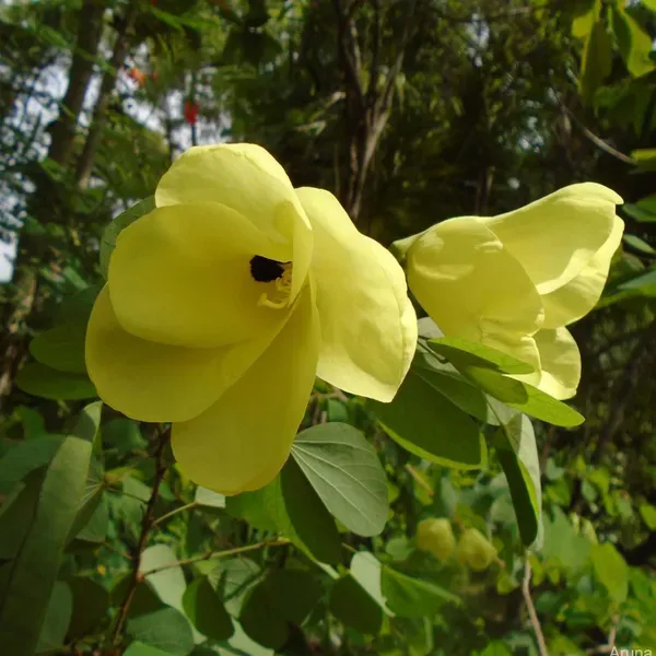 Yellow_Colour_Kanchan_Bauhinia_Purpurea_Flower_Plants_Tree_1_2_Feet_Size
