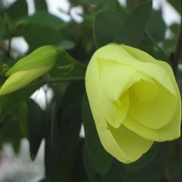 Yellow_Colour_Kanchan_Bauhinia_Purpurea_Flower_Plants_Tree_1_2_Feet_Size