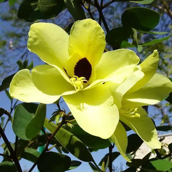 Yellow_Colour_Kanchan_Bauhinia_Purpurea_Flower_Plants_Tree_1_2_Feet_Size
