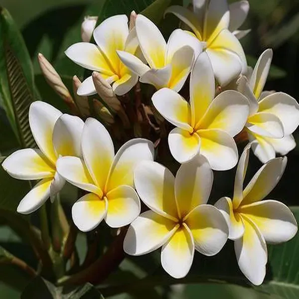 White_Colour_Kat_Chapa_Champa_Plumeria_Flower_Plants_Tree_1_2_Feet_Size