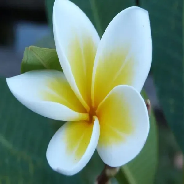 White_Colour_Kat_Chapa_Champa_Plumeria_Flower_Plants_Tree_1_2_Feet_Size