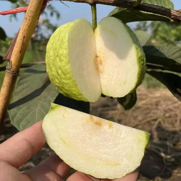 Seedless_White_Diamond_Guava_Amrood_Fruit_Grafted_Air_Layering_Plants_T