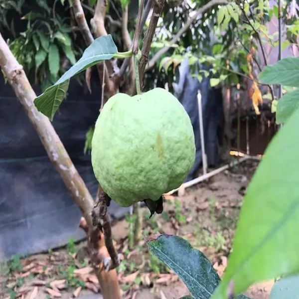 Seedless_White_Diamond_Guava_Amrood_Fruit_Grafted_Air_Layering_Plants_T