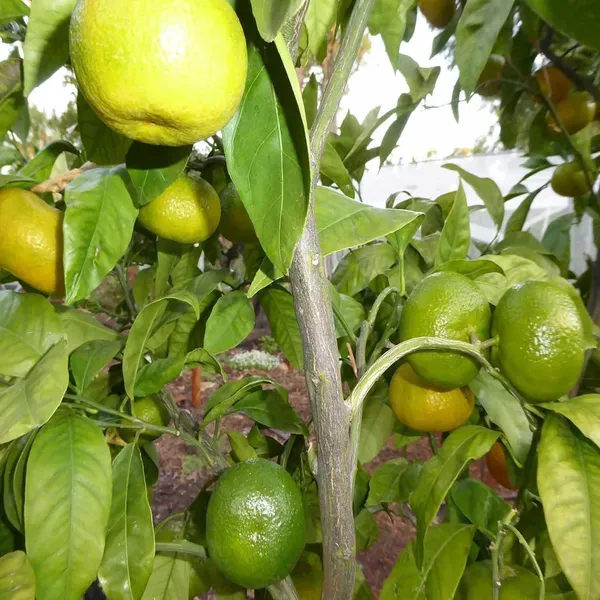 Honey_Murcott_Orange_Grafted_Santra_Fruit_Plants_Tree_1_2_Feet_Size
