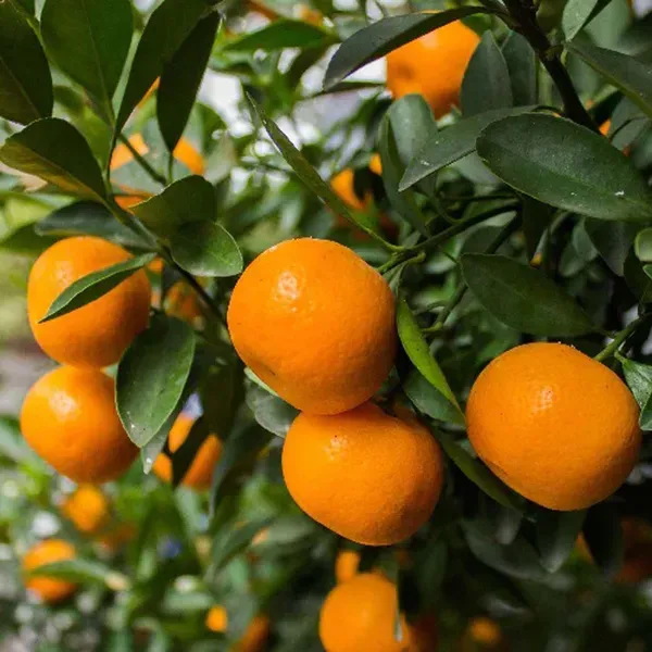 Honey_Murcott_Orange_Grafted_Santra_Fruit_Plants_Tree_1_2_Feet_Size