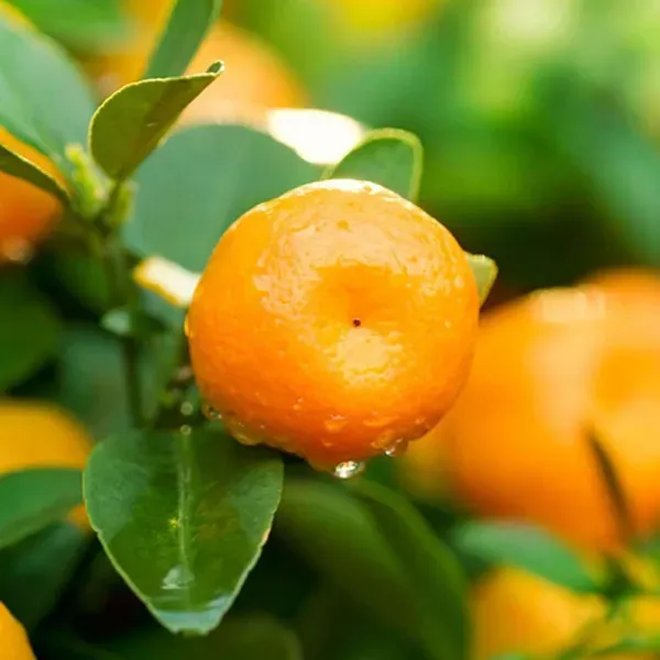 Honey_Murcott_Orange_Grafted_Santra_Fruit_Plants_Tree_1_2_Feet_Size