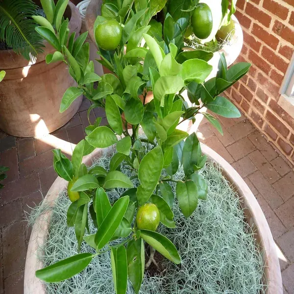 Honey_Murcott_Orange_Grafted_Santra_Fruit_Plants_Tree_1_2_Feet_Size