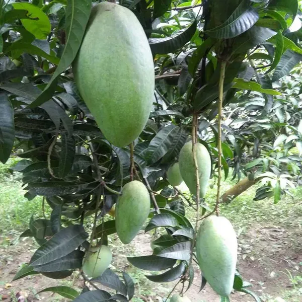 Thai_Kujai_Qjai_Mango_Grafted_Aam_Fruit_Plants_Tree_1_5_3_Feet_Size