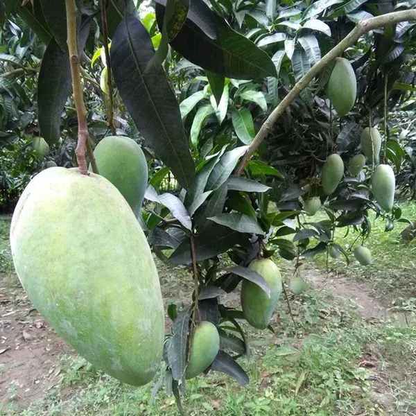 Thai_Kujai_Qjai_Mango_Grafted_Aam_Fruit_Plants_Tree_1_5_3_Feet_Size
