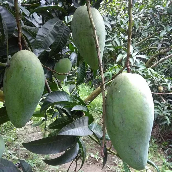 Thai_Kujai_Qjai_Mango_Grafted_Aam_Fruit_Plants_Tree_1_5_3_Feet_Size