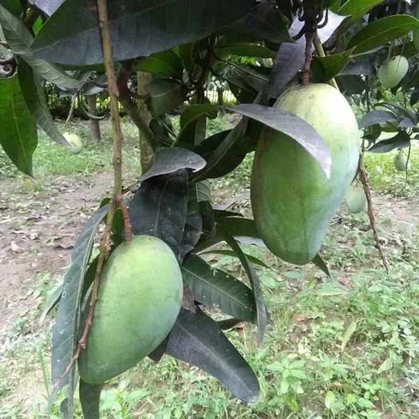 Thai_Kujai_Qjai_Mango_Grafted_Aam_Fruit_Plants_Tree_1_5_3_Feet_Size