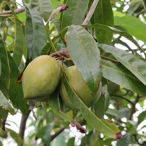 Egg_Fruits_Fruit_Plants_Tree_1_5_3_Feet_Size
