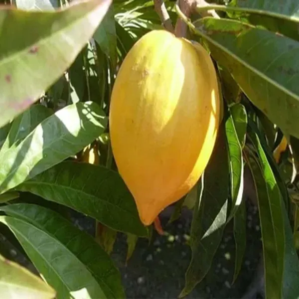 Egg_Fruits_Fruit_Plants_Tree_1_5_3_Feet_Size