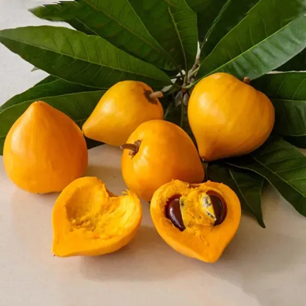 Egg_Fruits_Fruit_Plants_Tree_1_5_3_Feet_Size