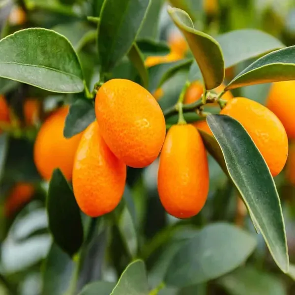 Sweet_Thai_Kumquat_Lemon_Nimbu_Fruit_Grafted_Plants_Tree_1_2_Feet_Size