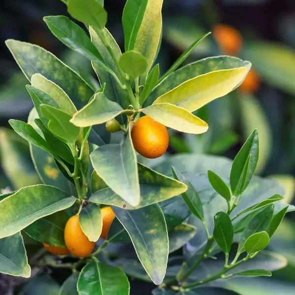 Sweet_Thai_Kumquat_Lemon_Nimbu_Fruit_Grafted_Plants_Tree_1_2_Feet_Size