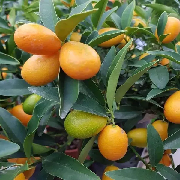Sweet_Thai_Kumquat_Lemon_Nimbu_Fruit_Grafted_Plants_Tree_1_2_Feet_Size
