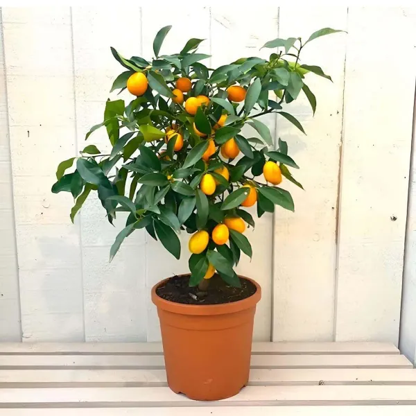 Sweet_Thai_Kumquat_Lemon_Nimbu_Fruit_Grafted_Plants_Tree_1_2_Feet_Size