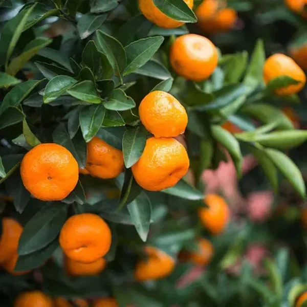 China_Orange_Grafted_Santra_Fruit_Plants_Tree_1_2_Feet_Size