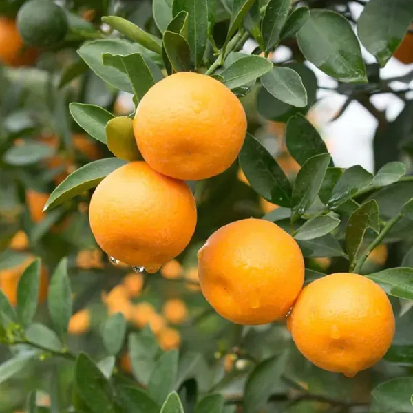 China_Orange_Grafted_Santra_Fruit_Plants_Tree_1_2_Feet_Size