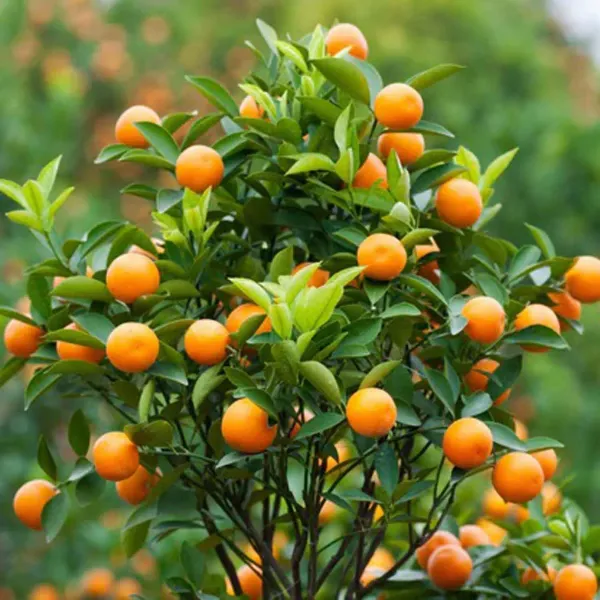 China_Orange_Grafted_Santra_Fruit_Plants_Tree_1_2_Feet_Size