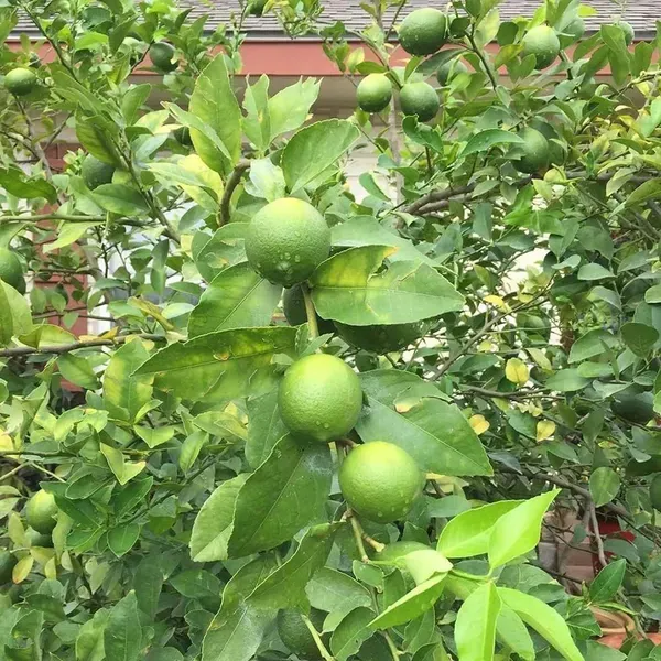 Nimbu_Kagzi_Lemon_All_Time_Lemon_Fruit_Air_Layering_Grafted_Plants_Tree
