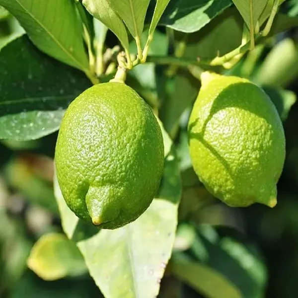 Nimbu_Kagzi_Lemon_All_Time_Lemon_Fruit_Air_Layering_Grafted_Plants_Tree