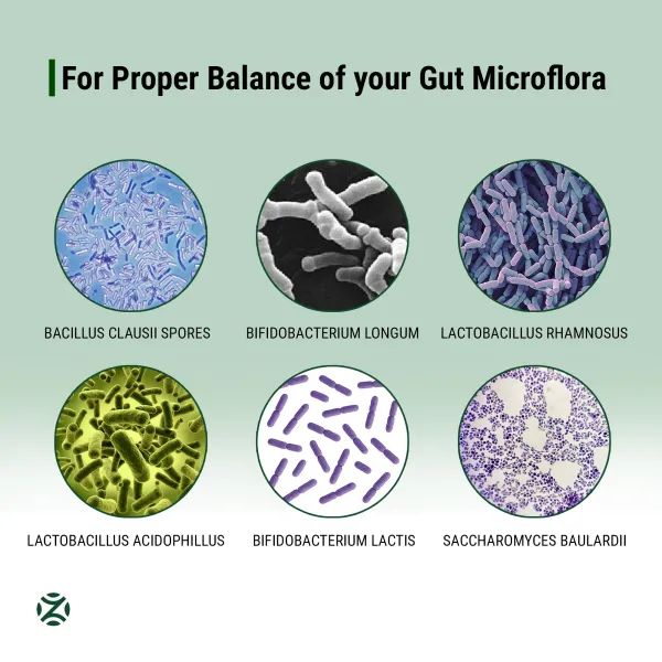 Preboz_Prebiotic_Probiotic_2_Billion_Cfu_6-Strain_Gut_Health_Capsules