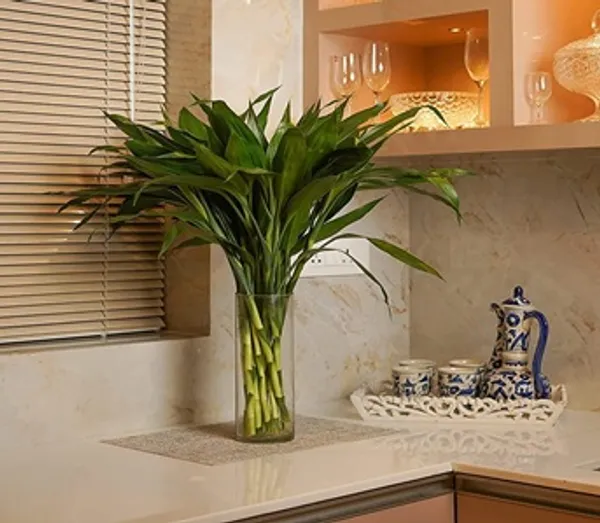 U9g_Store_Lucky_Bamboo_Straight_Sticks_60_Cm_Live_Plant_Pack_Of_10