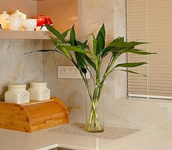 U9g_Store_Lucky_Bamboo_Straight_Sticks_60_Cm_Live_Plant_Pack_Of_4