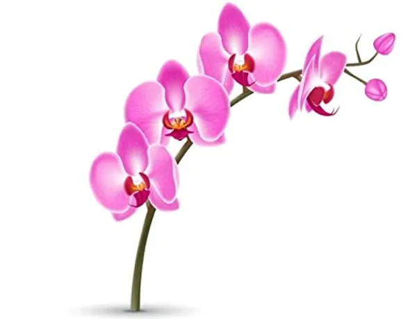 Dendrobium_Orchid_Live_Sticks_Scratchpad_I_Need_To_Remove_U9g_Variant_Code_Thai_Origin_Origin_Detail_Profuse_Flowering_Marketing_Fluff_Variety_Unnecessary_Mature_Descriptor_Pack_Of_5_Sticks_Quantity_White_Red_Color_Keep_Dendrobium_Type_Of_Orchid_Orchid_Product_Type_Live_Sticks_Form_Material_Scratchpad