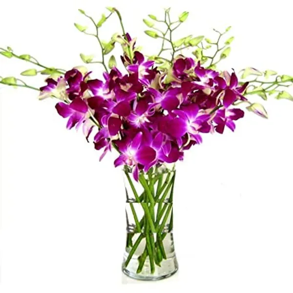 Dendrobium_Orchid_Live_Sticks