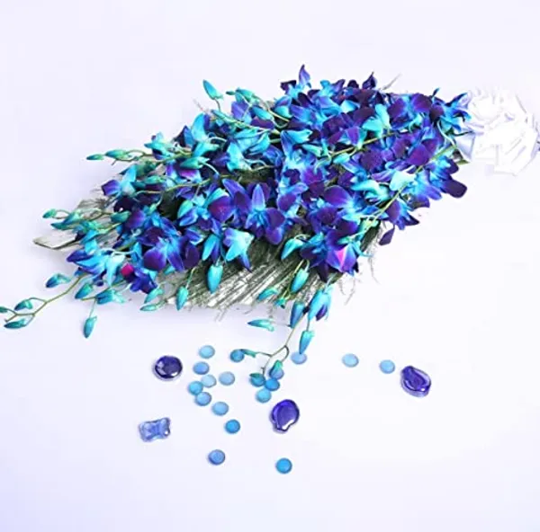 Dendrobium_Orchid_Live_Sticks
