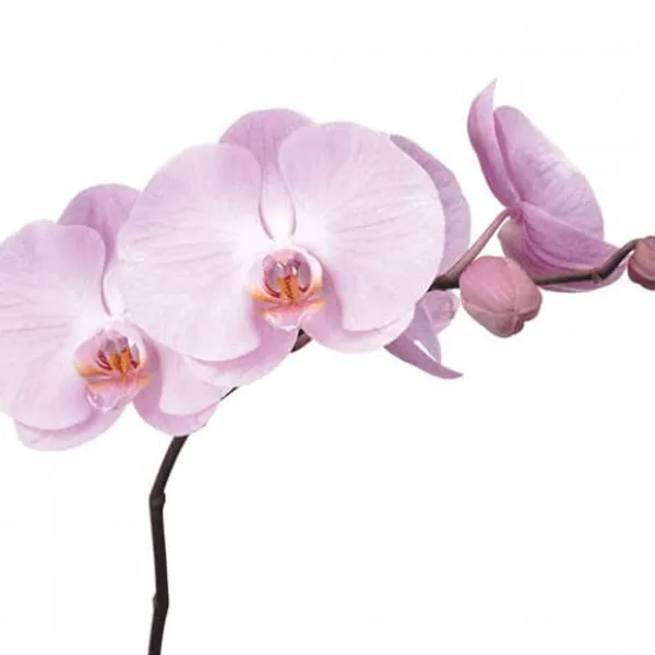 Dendrobium_Orchid_Live_Sticks