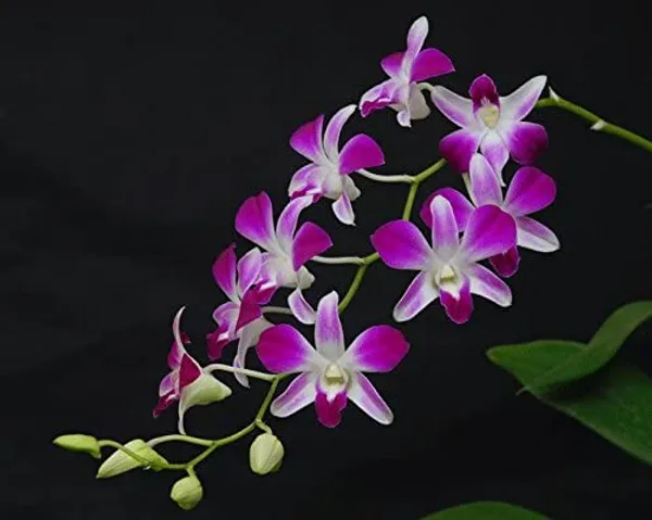 Dendrobium_Orchid_Live_Sticks