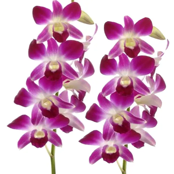 Dendrobium_Orchid_Live_Sticks