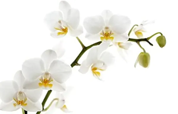 Dendrobium_Orchid_Live_Sticks