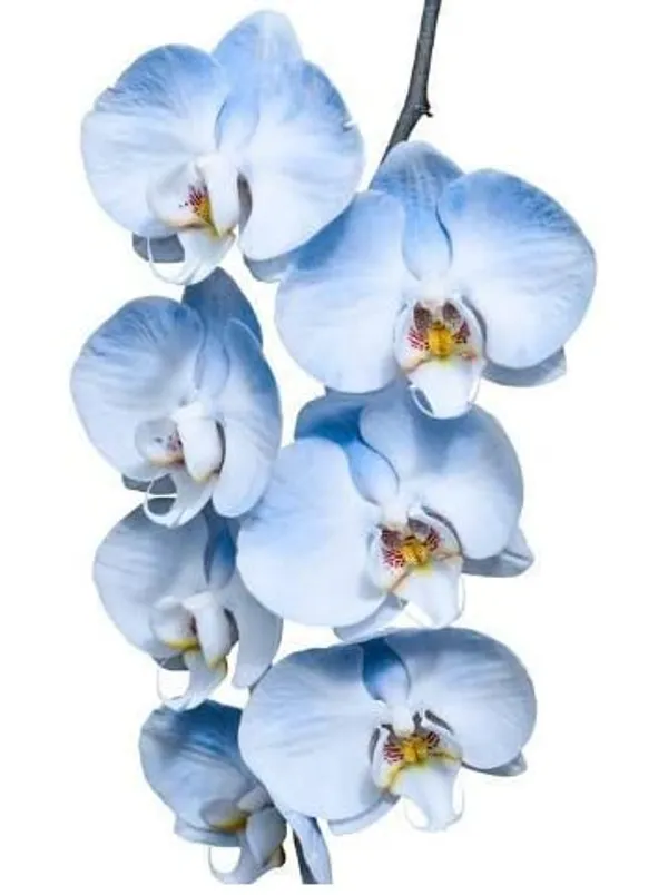 Dendrobium_Orchid_Live_Sticks