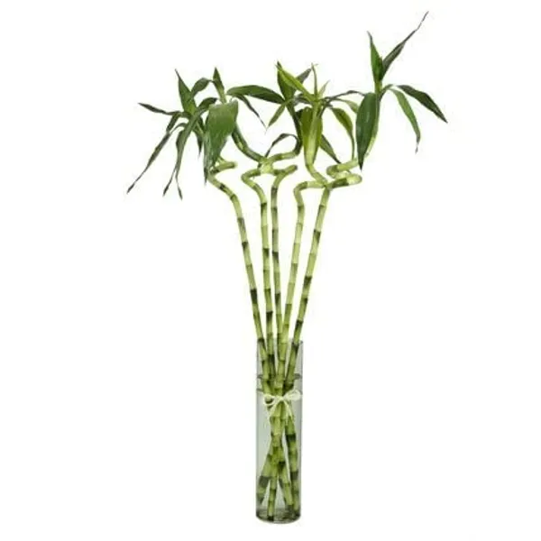 Lucky_Bamboo_Spiral_Sticks