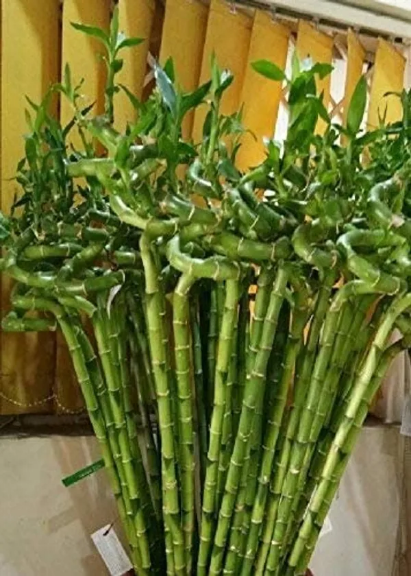 Lucky_Bamboo_Spiral_Sticks