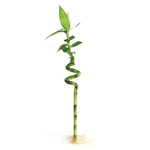 Lucky_Bamboo_Spiral_Sticks