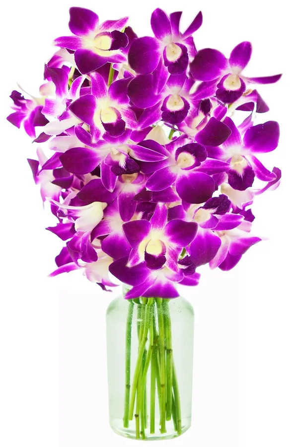 Dendrobium_Orchid_Stems