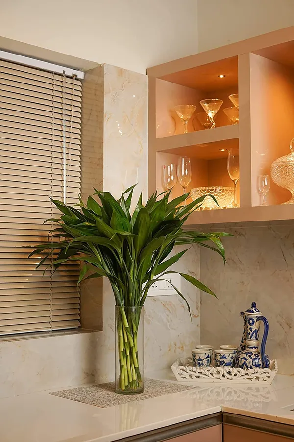 Lucky_Bamboo_Plant