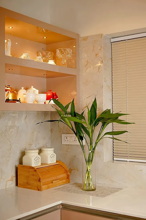 Lucky_Bamboo_Plant