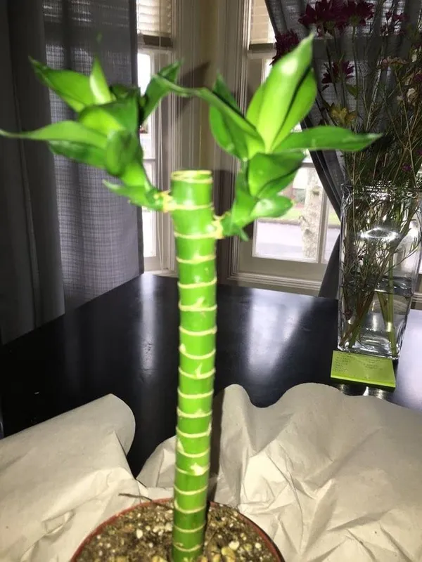 Bamboo_Plant_With_Pot