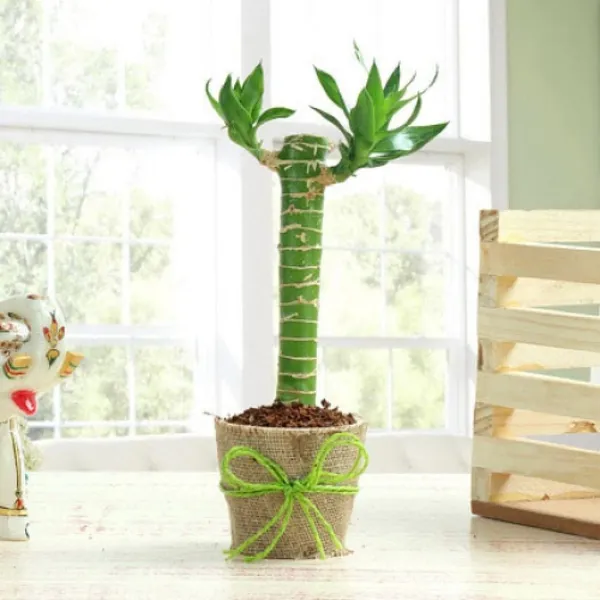 Bamboo_Plant_With_Pot