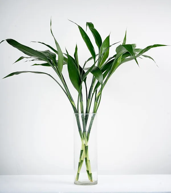 Lucky_Bamboo_Plant